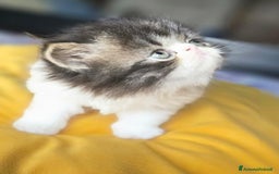 Persiano gatti in vendita: Meravigliosi Persiani - Immagine 2