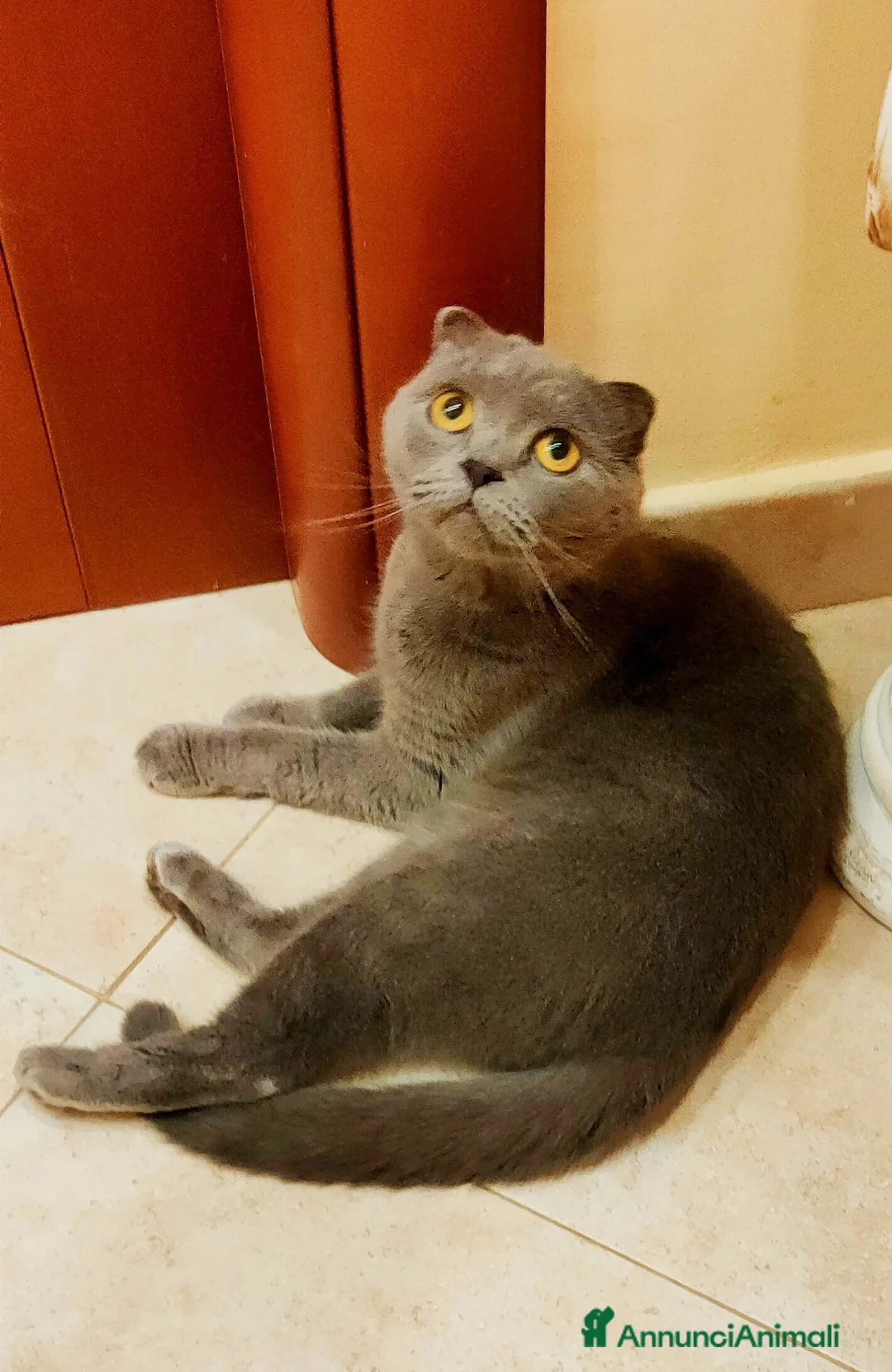 Scottish gatti in vendita: Scottish Fold  - Annuncio 2