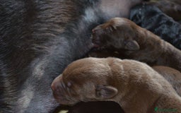 Labrador cani in vendita: Cuccioli Labrador disponibili a Modena | Cucciolo - Immagine 12