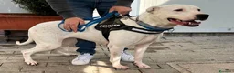 Meticcio cani in regalo: LOLA DOGO ARGENTINO - Annuncio 3