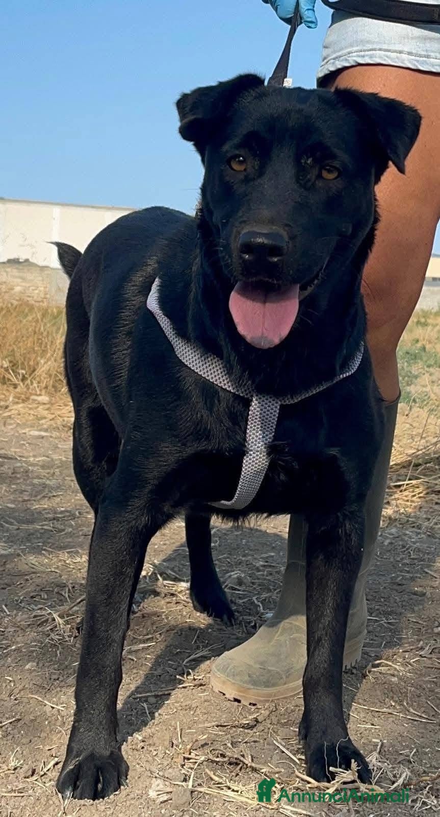 Labrador cani Diana - Annuncio 1