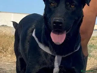 Labrador cani Diana - Annuncio 21