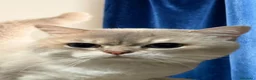 British gatti in vendita: Cucciolo di British Longhair  a Provincia di Perugia - Annuncio 11