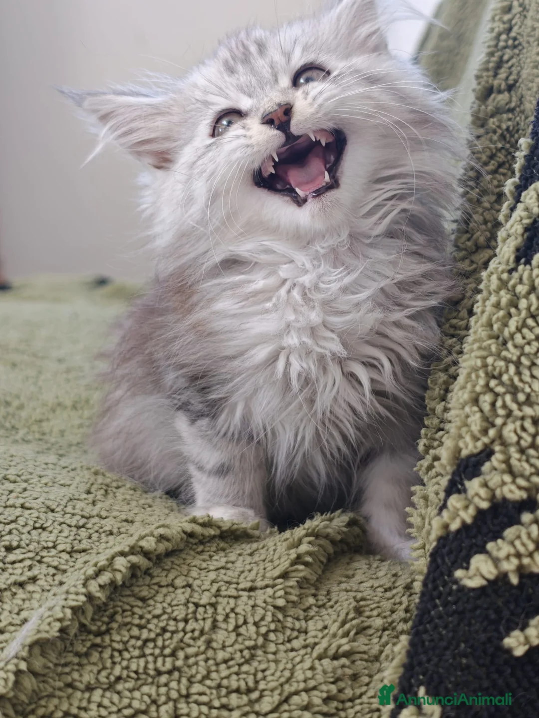 Maine Coon gatti in vendita: Maine coon femmina con pedigree ENFI anche libero  - Annuncio 6
