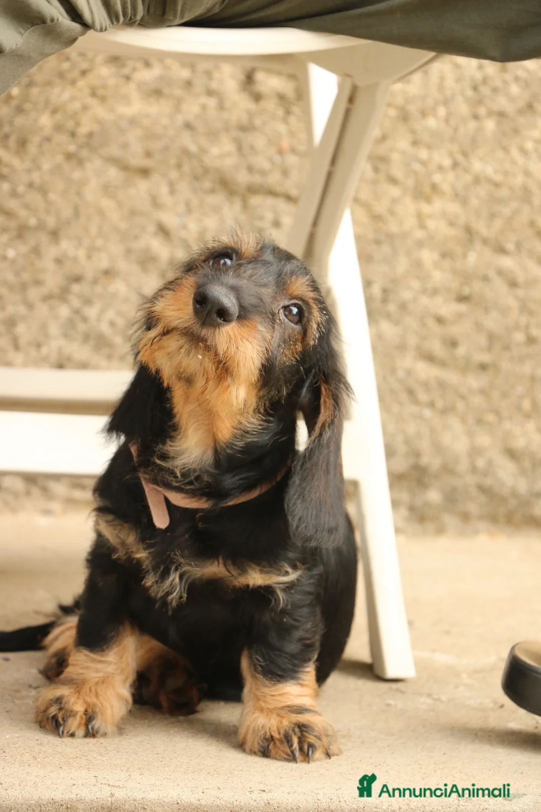 Bassotto cani in vendita: Cuccioli Bassotto Tedesco Standard - Annuncio 2