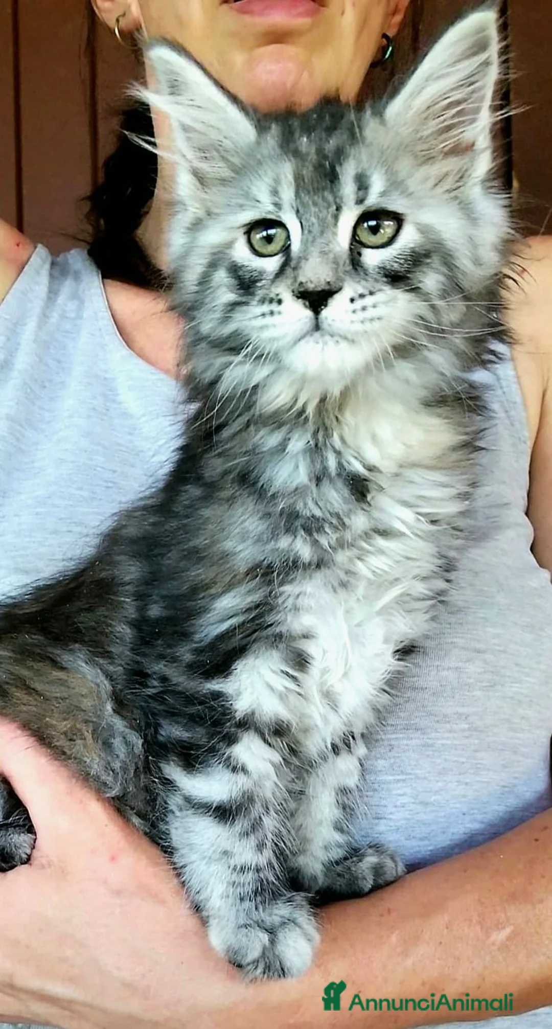 Maine Coon gatti in vendita: Meravigliose cucciole di Maine Coon linea russa  - Annuncio 2