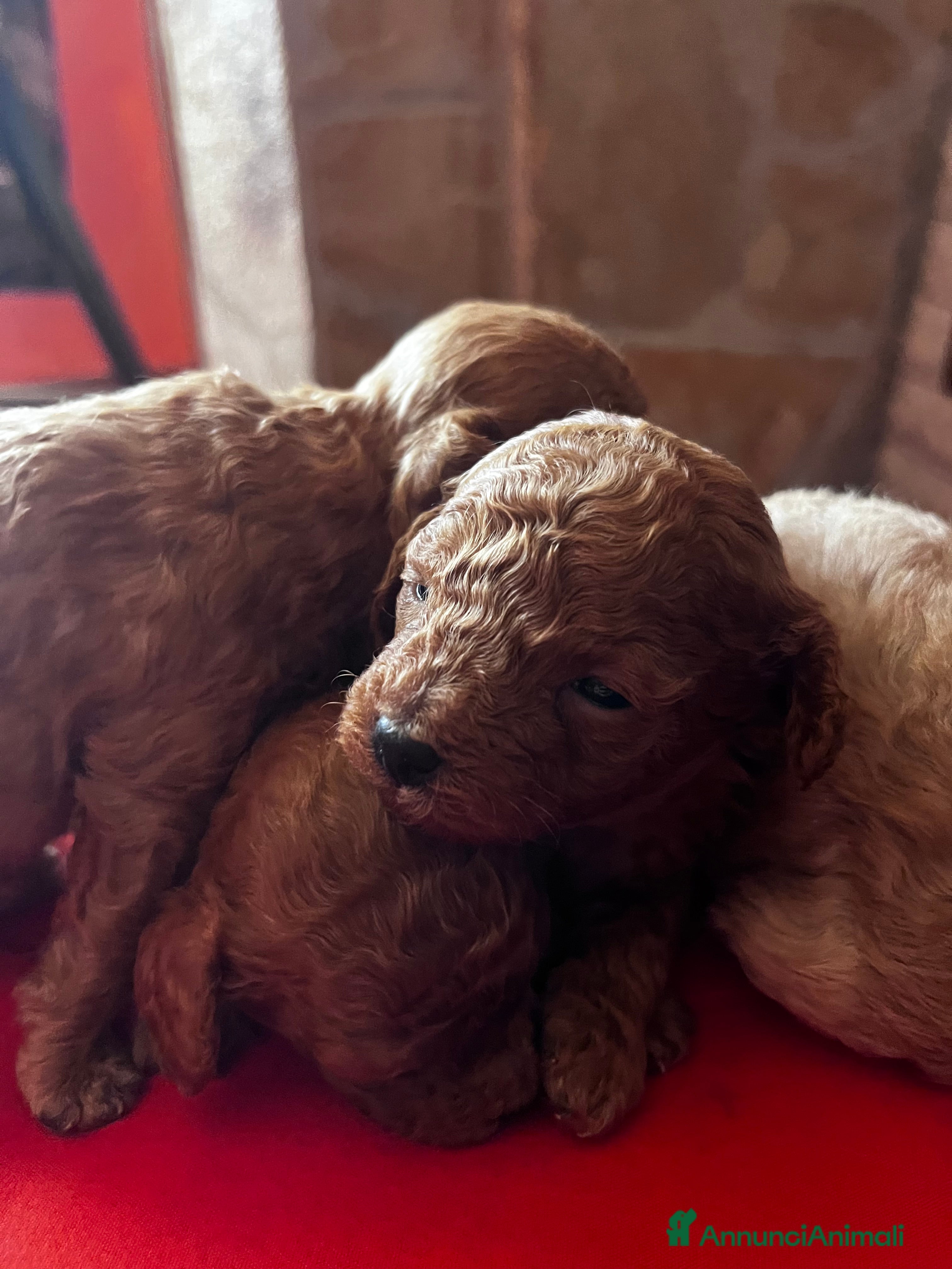 Barboncino Toy cani Barboncini mini toy - Annuncio 1