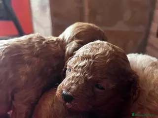 Barboncino Toy cani Barboncini mini toy - Annuncio 1