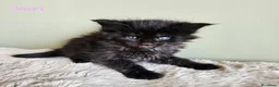 Maine Coon gatti in vendita: Splendidi cuccioli Maine Coon con pedigree - Annuncio 7