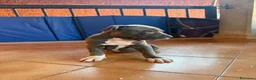 Pitbull cani in vendita: CUCCIOLI DI PITBULL CON PEDIGREE DISPONIBILI a Città metropolitana di Roma Capitale - Annuncio 5