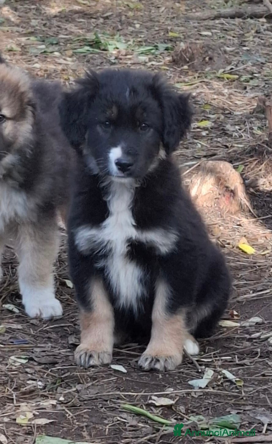 Meticcio cani Perla splendida cucciola tricolore  - Annuncio 37