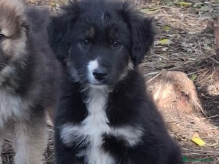 Meticcio cani Perla splendida cucciola tricolore - Annuncio 5