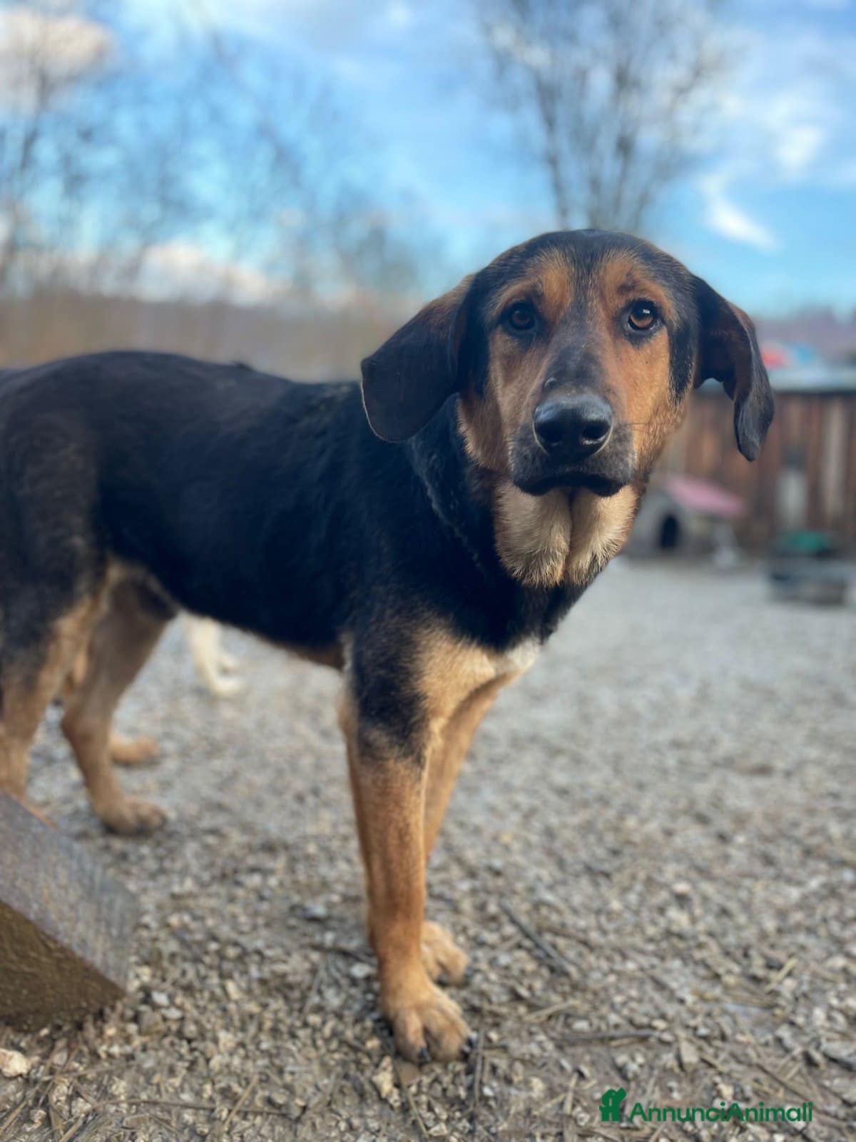 Meticcio cani AISHAN, dimenticato da tutti! - Annuncio 11