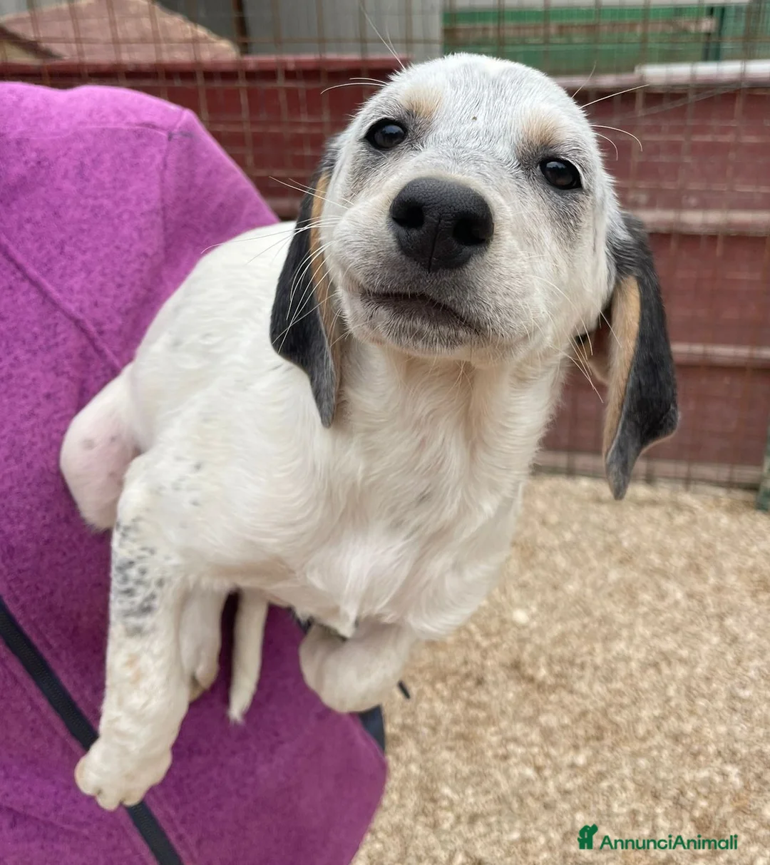 Meticcio cani in regalo: SIRYA E SELENE a Provincia di Pistoia - Annuncio 1