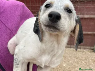 Meticcio cani SIRYA E SELENE - Annuncio 10