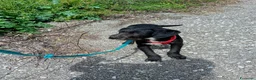 Meticcio cani in regalo: SOLE MIX SPINONCINO a Città Metropolitana di Bologna - Annuncio 3