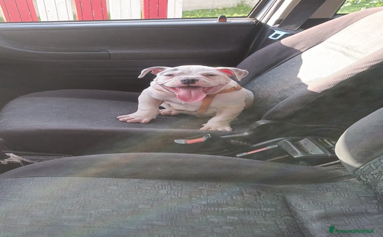American Bully cani a Provincia di Frosinone - Annuncio 7