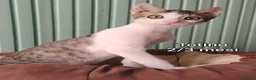 Altre razze gatti in regalo: GATTINI ABBANDONATI: EMERGENZA  a Città metropolitana di Milano - Annuncio 6