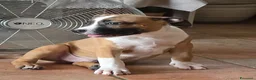 American Staffordshire cani in vendita: Cucciolo Amstaff  - Annuncio 6