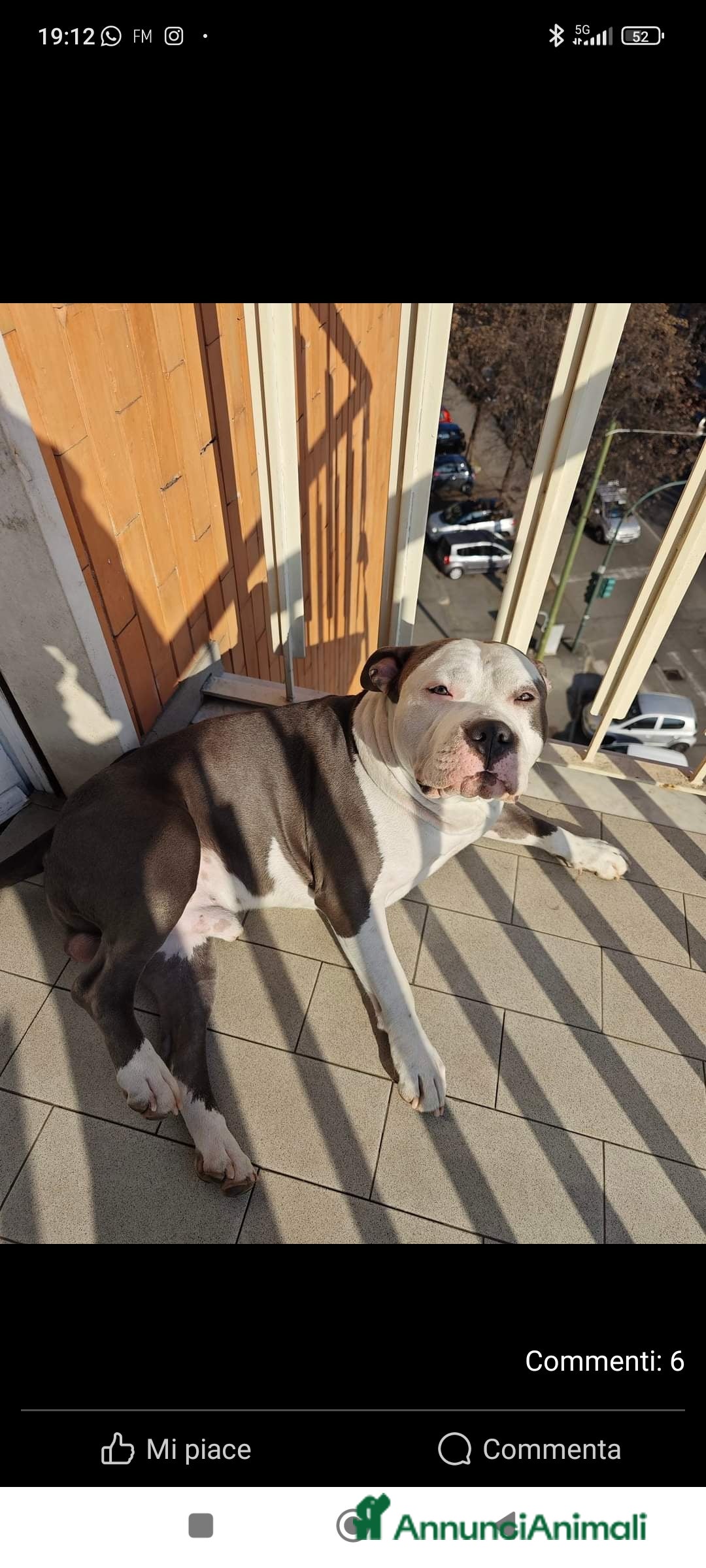 Pitbull cani per accoppiamento: Monta - Annuncio 37