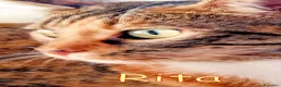 Europeo gatti in regalo: RITA MICINA DOLCISSIMA - Annuncio 6