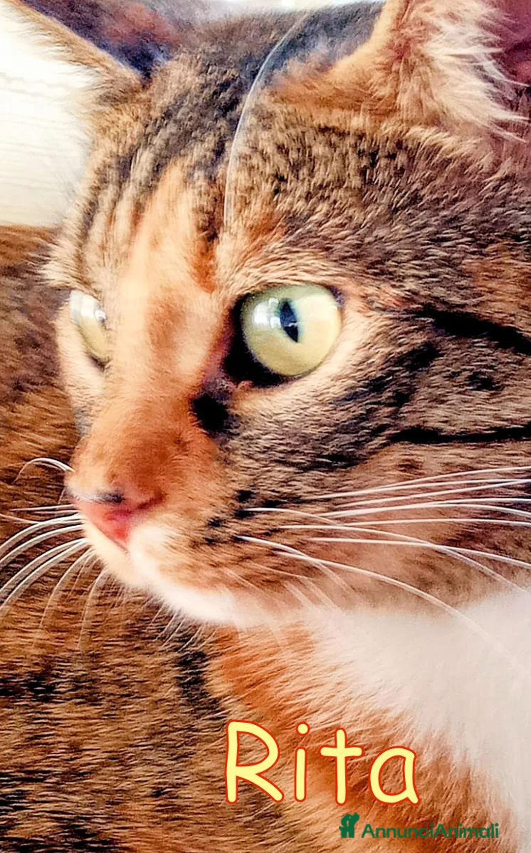 Europeo gatti in regalo: RITA MICINA DOLCISSIMA - Annuncio 6