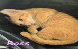 Europeo gatti in regalo: ROSS DOLCISSIMO GATTINO ROSA ARANCIO - Immagine 2