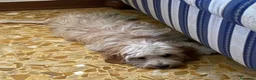 Meticcio cani in regalo: ISIDE e ITALO adorabili ed inseparabili a Città Metropolitana di Torino - Annuncio 3