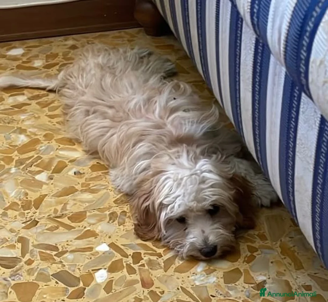 Meticcio cani in regalo: ISIDE e ITALO adorabili ed inseparabili a Città Metropolitana di Torino - Annuncio 3