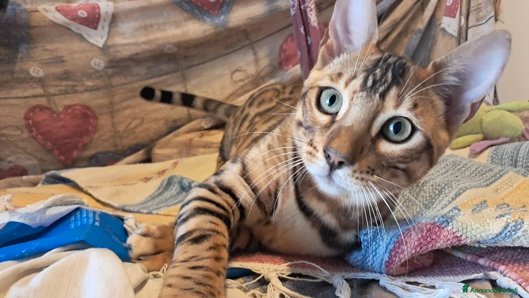 Bengala gatti in vendita: Cucciole Bengala brown a Città Metropolitana di Torino - Annuncio 1