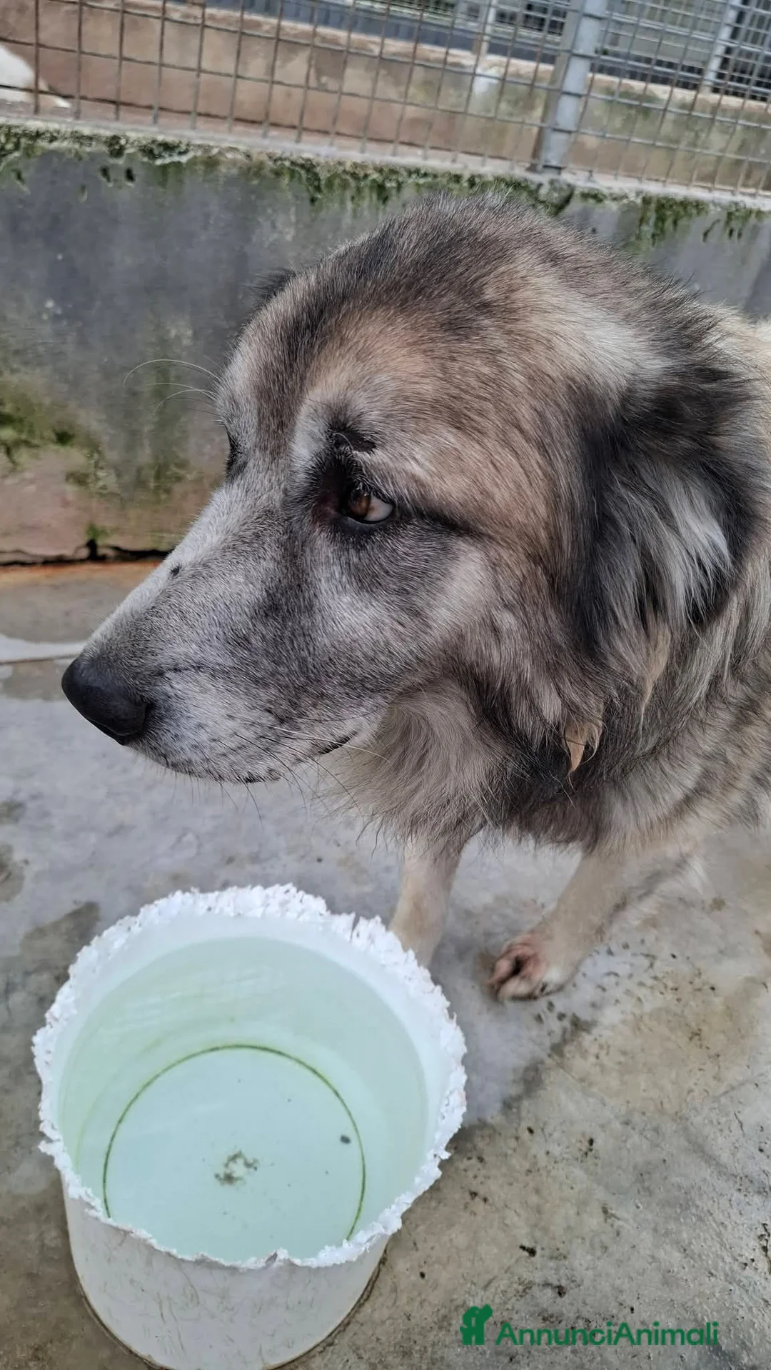 Meticcio cani in regalo: Tiberio! (6 anni-30kg) - Annuncio 2