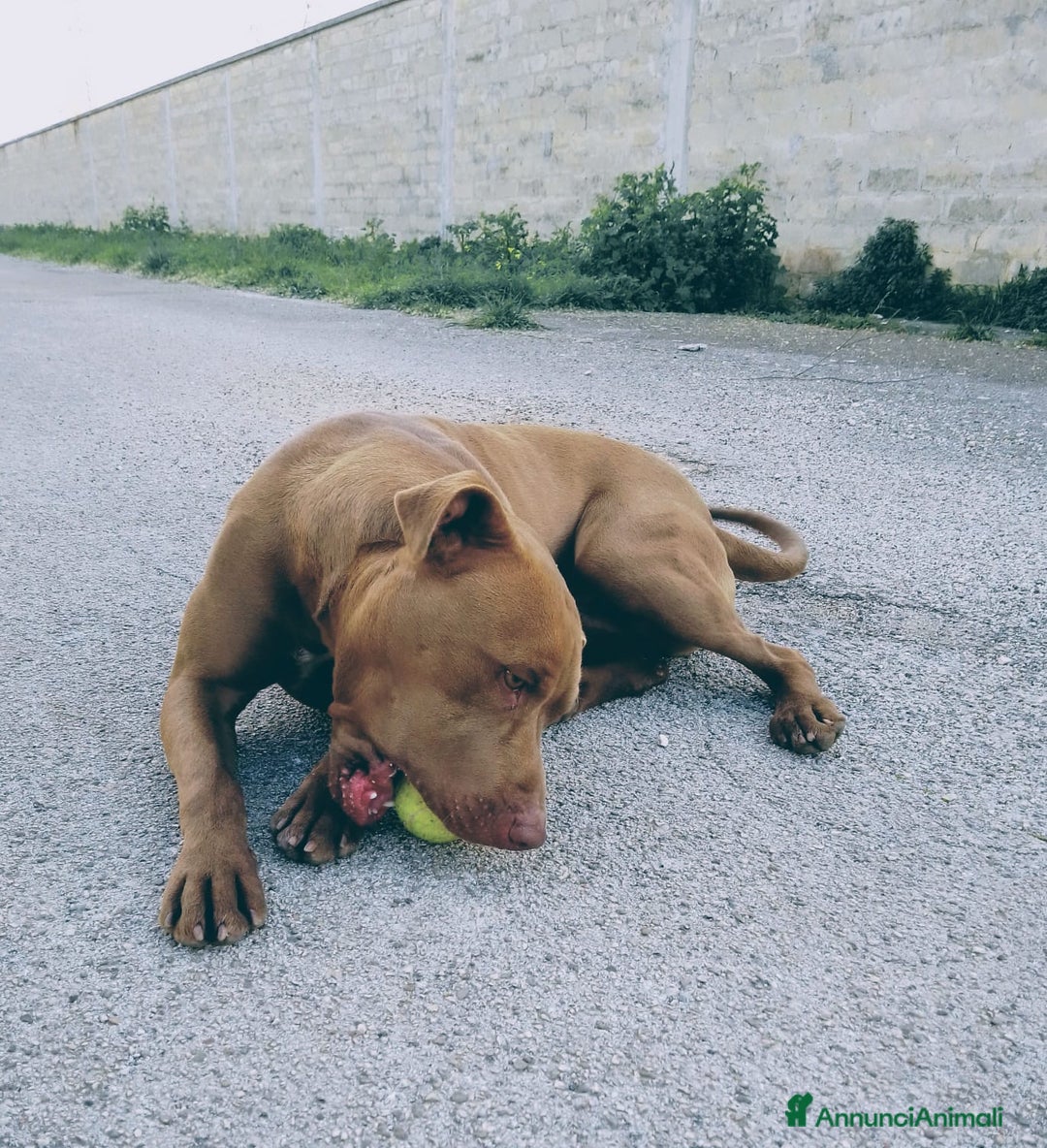 Pitbull cani in regalo: JAGO, GIOVANE PIT TENERO E VITALE  - Annuncio 3