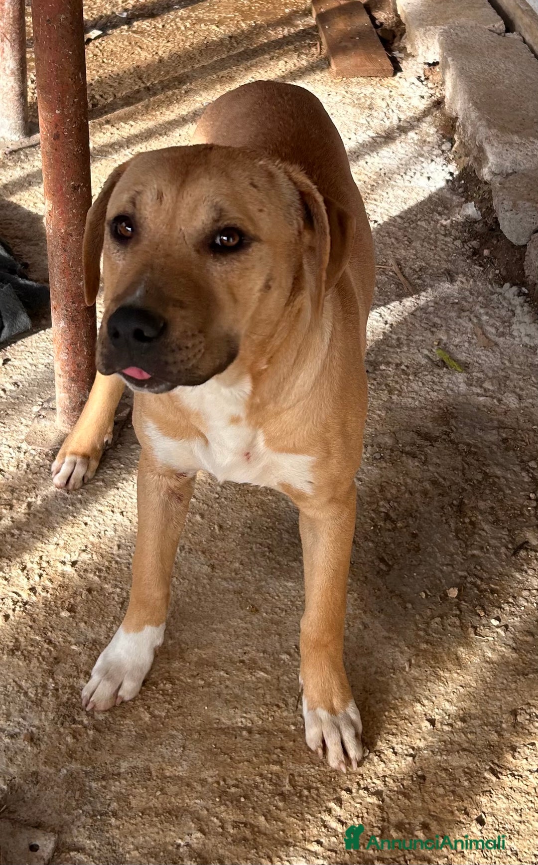 Pitbull cani in regalo: Cucciolo pibull - Annuncio 2