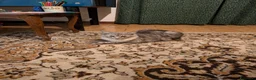 Maine Coon gatti in vendita: Meravigliosi cuccioli Maine Coon a Città metropolitana di Roma Capitale - Annuncio 1