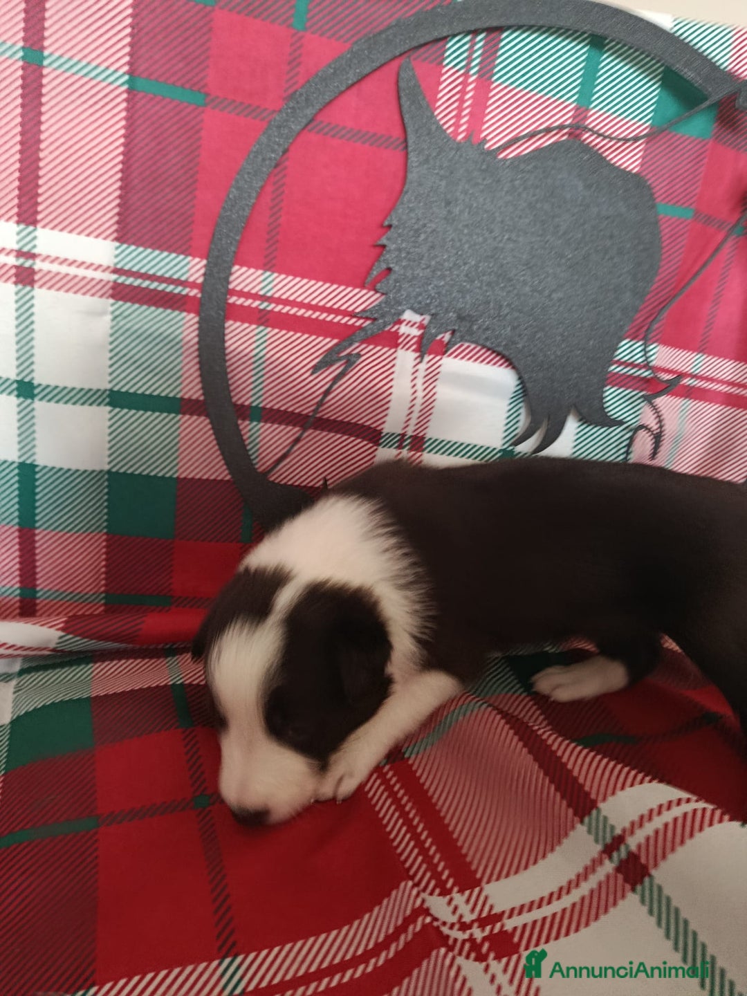 Border Collie cani in vendita: cuccioli border collie  - Annuncio 11