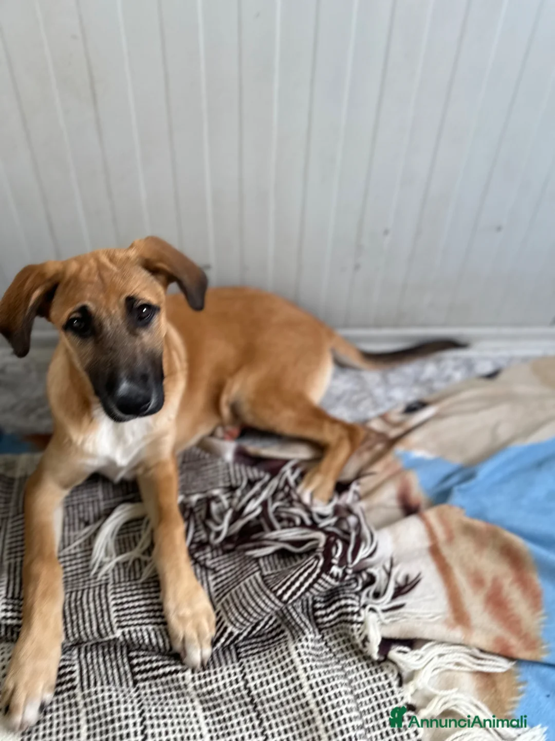 Meticcio cani in regalo: KIRA CERCA FAMIGLIA - Annuncio 5