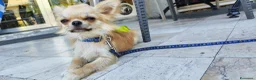 Chihuahua cani per accoppiamento: Chihuahua maschio cerca femmina per accoppiamento  a Provincia di Forlì-Cesena - Annuncio 5
