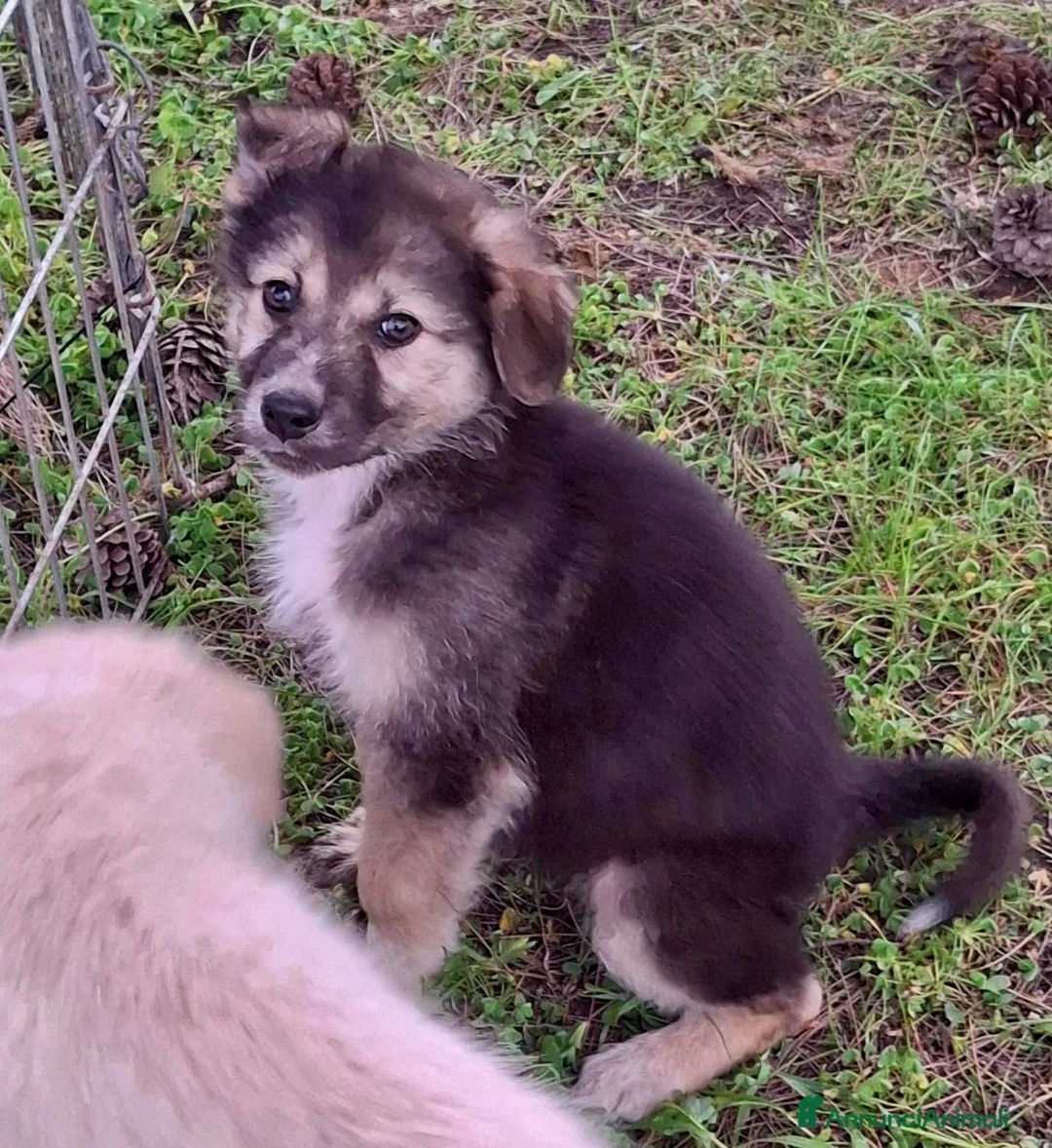 Meticcio cani in regalo: LEDA 🩷 - cucciola. Un capolavoro. Un grande amore - Annuncio 4