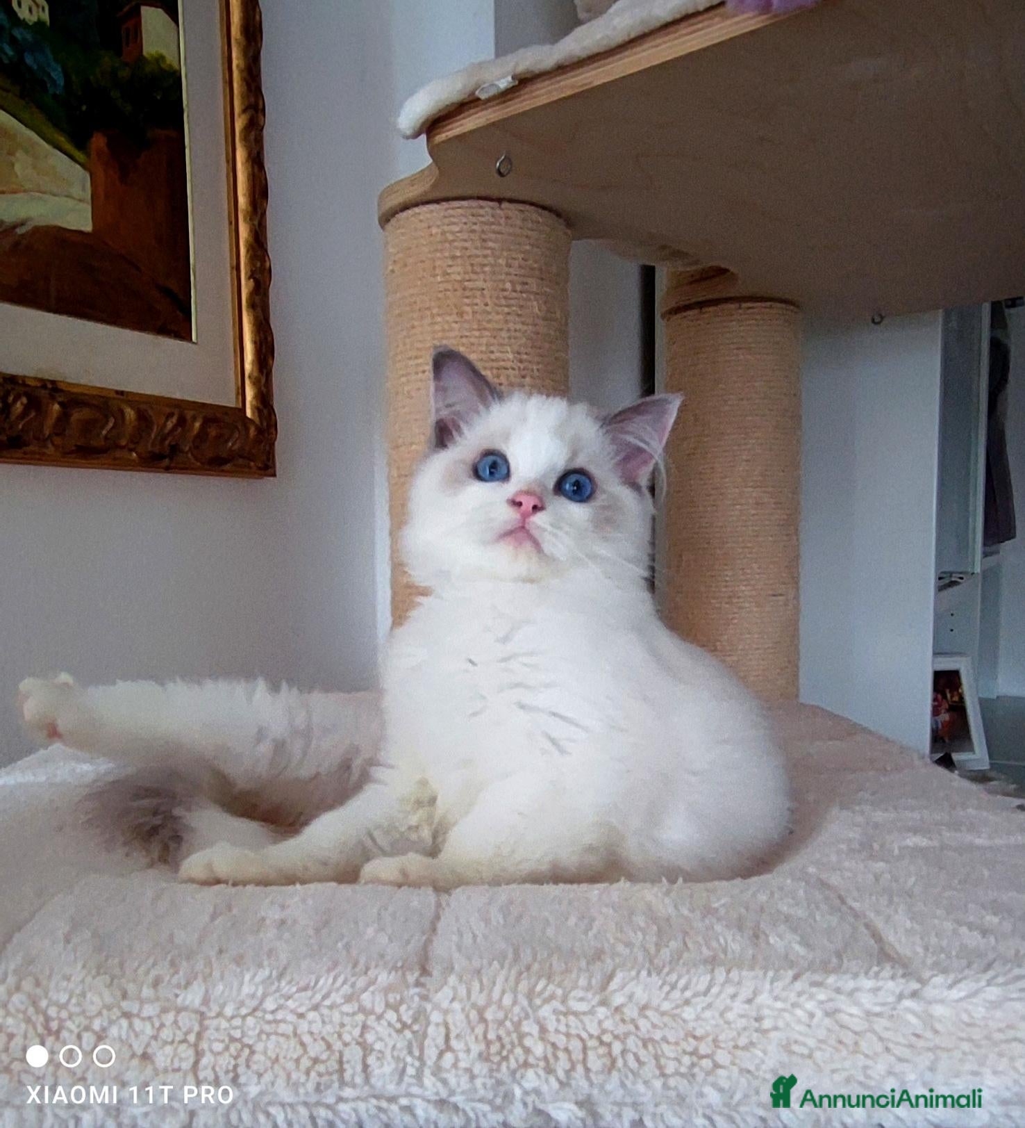 Ragdoll gatti Stupendo cucciolo ragdoll con pedigree ministerial - Annuncio 4