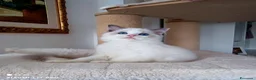 Ragdoll gatti in vendita: Stupendo cucciolo ragdoll con pedigree ministerial - Annuncio 1