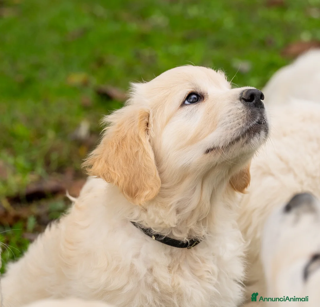 Golden Retriever cani in vendita: cuccioli golden retriever - Annuncio 5