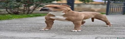 Pitbull cani in vendita: PITBULL TERRIER STANDARD UKC a Città metropolitana di Palermo - Annuncio 1