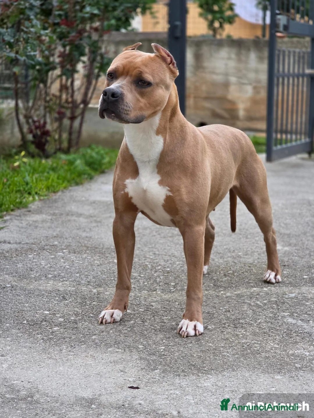 Pitbull cani in vendita: PITBULL TERRIER STANDARD UKC a Città metropolitana di Palermo - Annuncio 1
