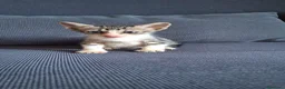 Europeo gatti in regalo: Cosmo micino in miniatura cerca casa - Annuncio 3