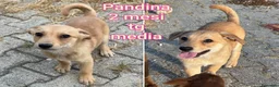 Meticcio cani in regalo: TANTI CUCCIOLI SOLI! a Provincia di Vicenza - Annuncio 5