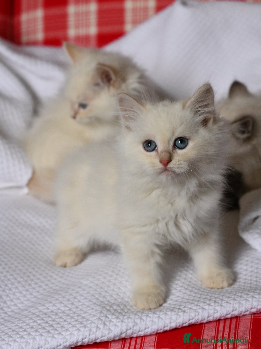 Siberiano gatti in vendita: Cuccioli di Siberiano pedigree ANFI - Annuncio 2