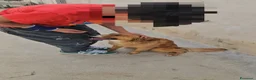 Meticcio cani in regalo: Leo: cucciolo taglia media  - Annuncio 8