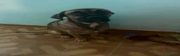 Meticcio cani in regalo: Wendy a Città metropolitana di Roma Capitale - Annuncio 13