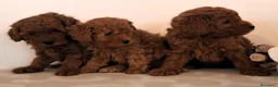 Barboncino Toy cani in vendita: Barboncino Toy Red - Annuncio 8