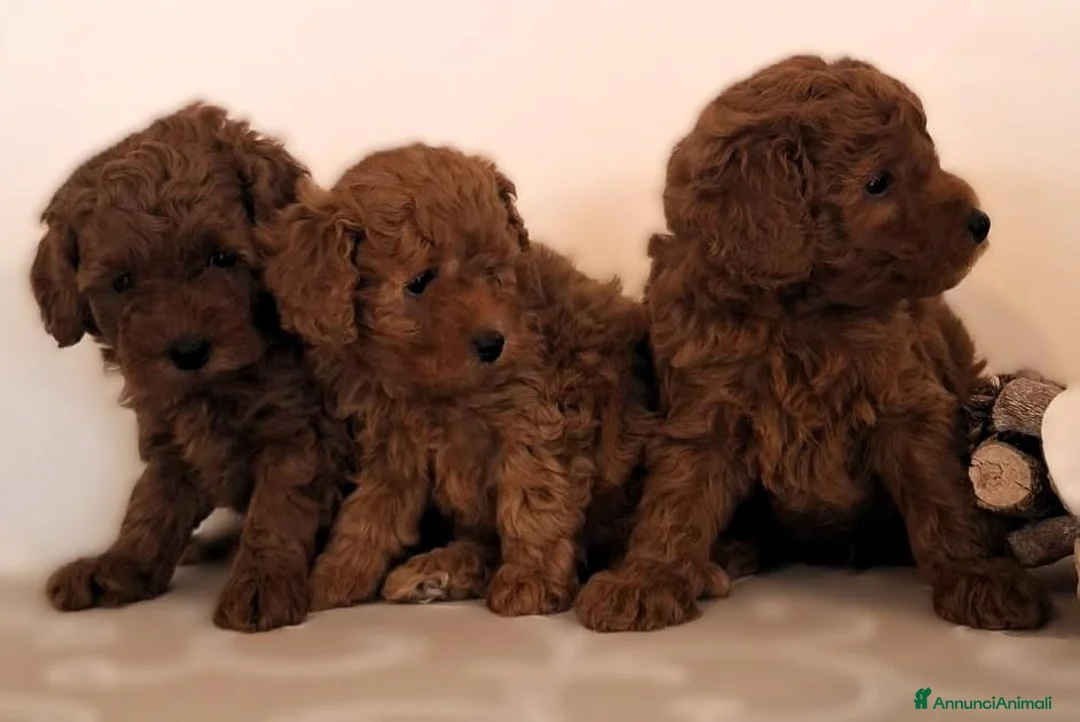 Barboncino Toy cani in vendita: Barboncino Toy Red - Annuncio 8